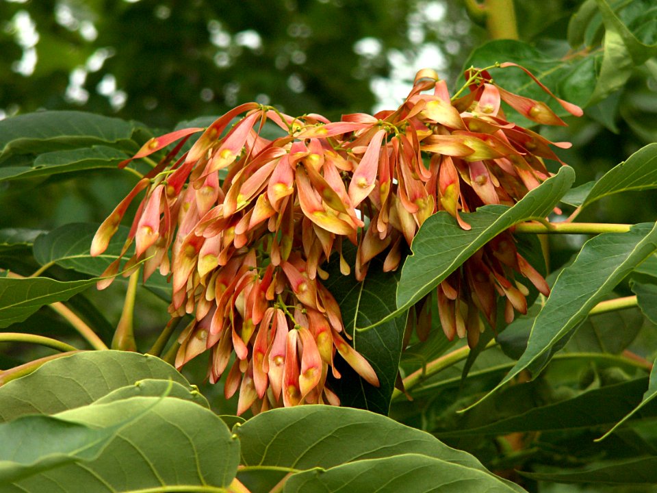 Ailanthus altissima, 2015-06-28, Three Rivers Heritage Trail, 01