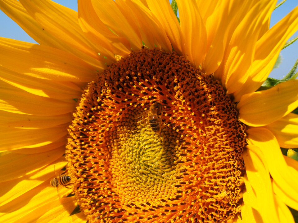 Bloom nectar inflorescence