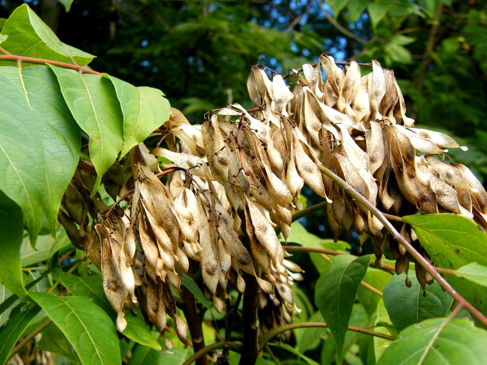 Ailanthus altissima, samara