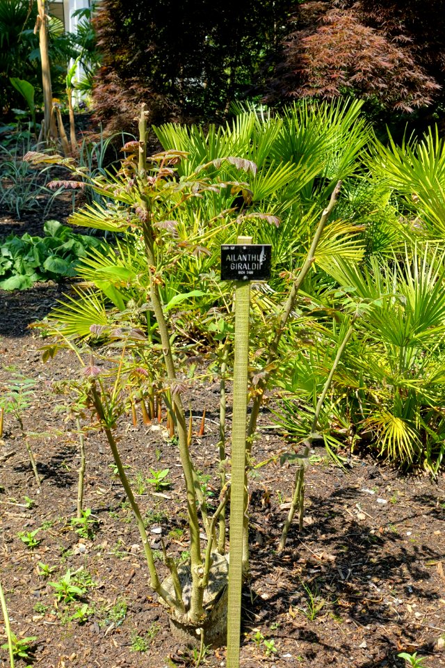 Ailanthus altissima (Ailanthus giraldii) - Savill Garden - Windsor Great Park, England - DSC06110