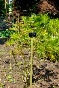Ailanthus altissima (Ailanthus giraldii) - Savill Garden - Windsor Great Park, England - DSC06110