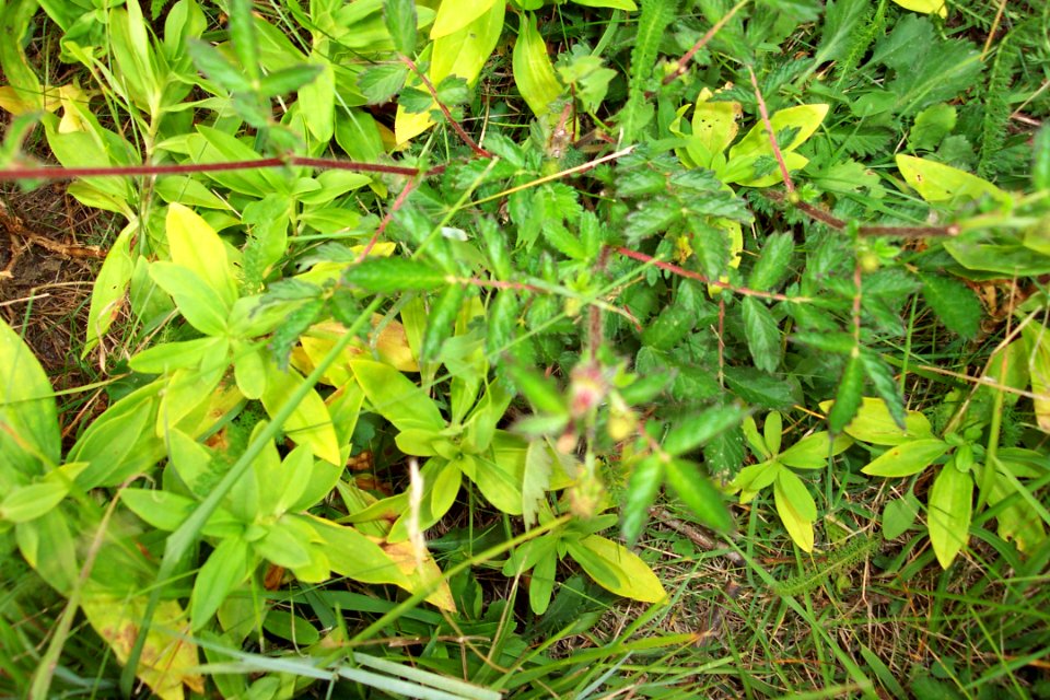 Aigremoine(0)a