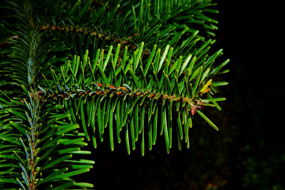 Winter tannenzweig branch