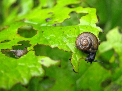 Helicidae snail animal photo