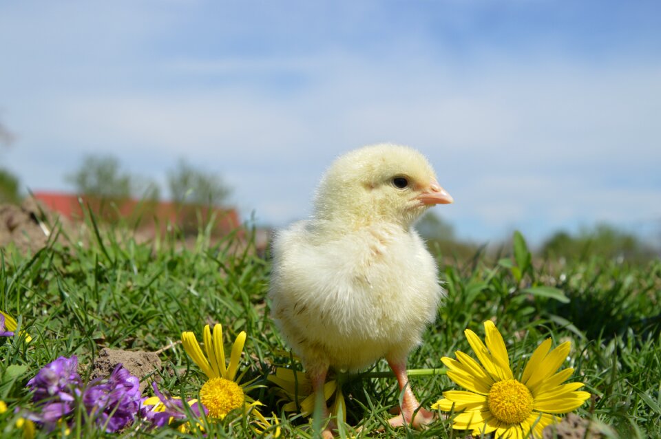 Chickens poultry birds