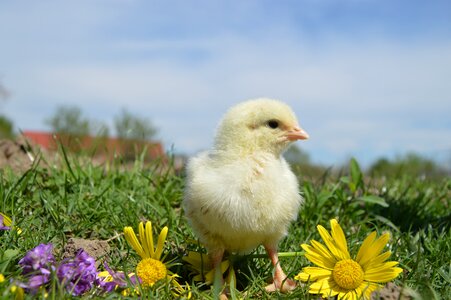 Chickens poultry birds photo