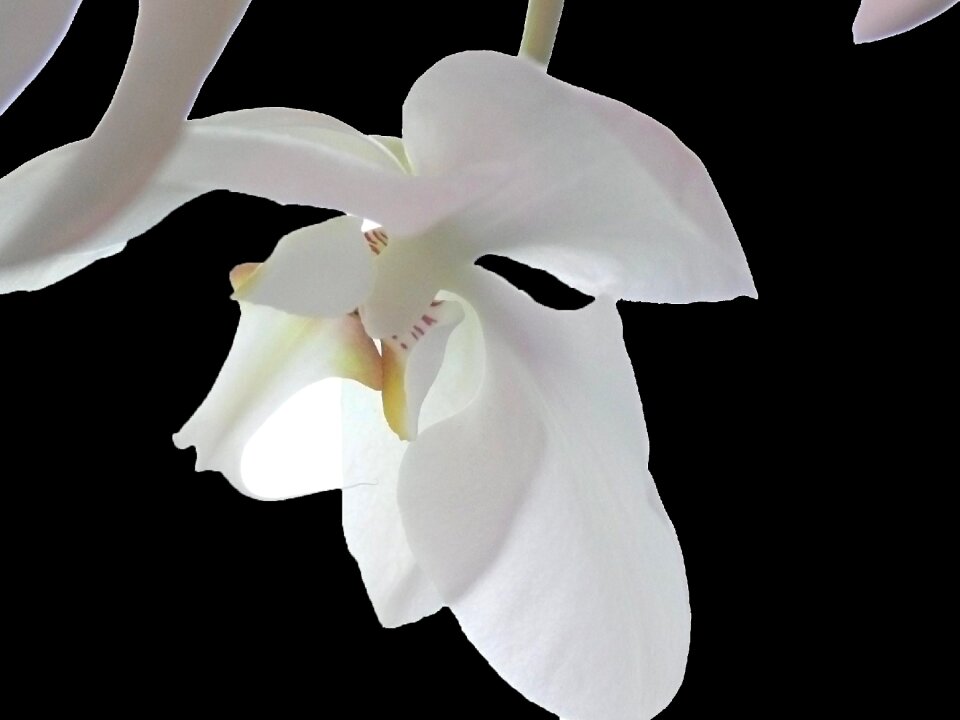 Blossom bloom white violet
