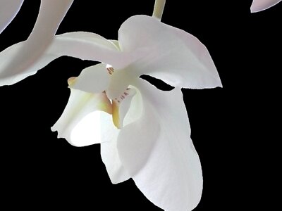 Blossom bloom white violet