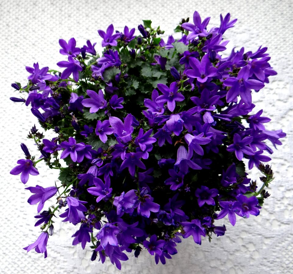 Blossom bloom purple