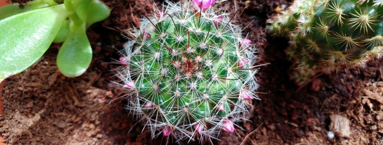 Pot nature life