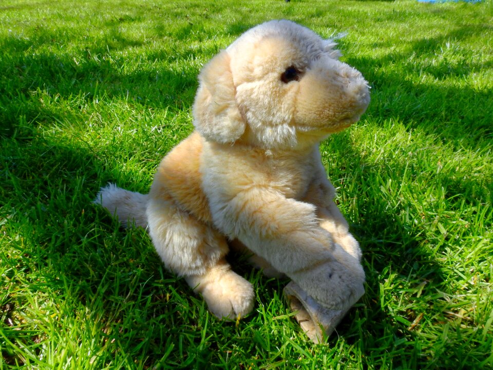 Teddy bear soft toy child