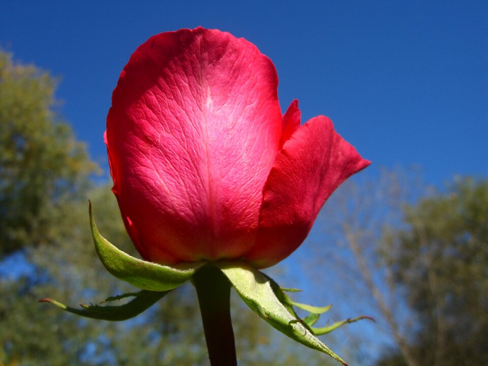 Plant blossom bloom