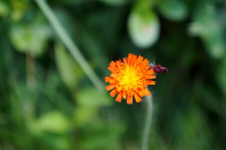 Orange delicate flower plant photo