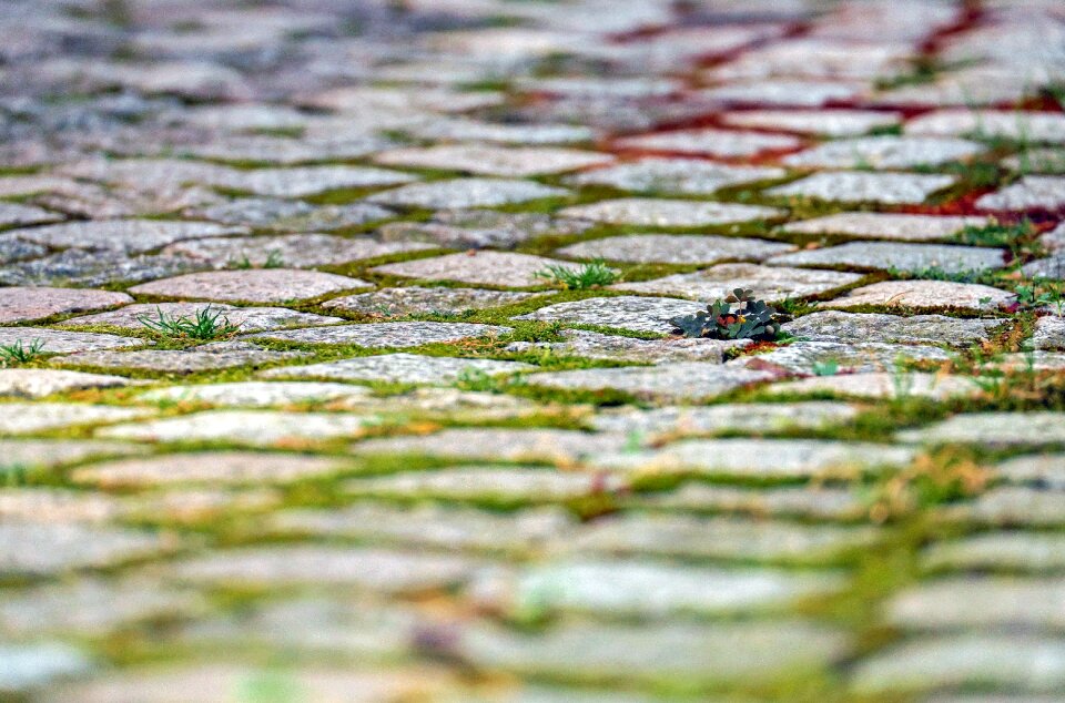 Paving stones pavement overgrown