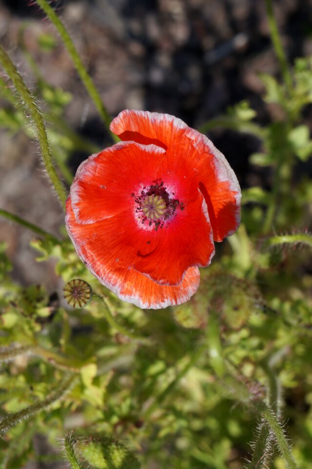 Red poppy flower garden