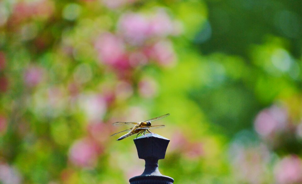 Flight insect nature animal