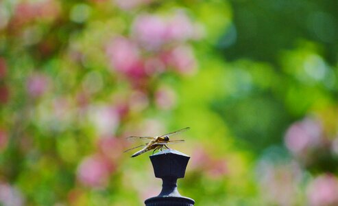 Flight insect nature animal photo