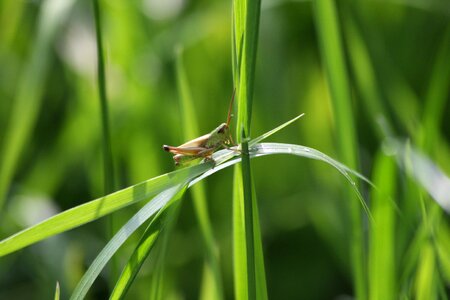 Viridissima grass blade of grass