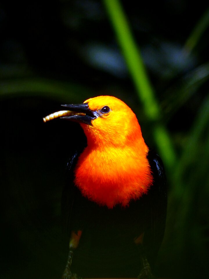 Made worm small bird