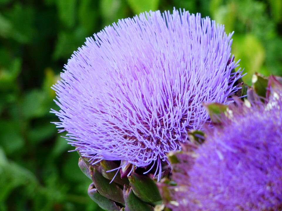 Garden purple rod