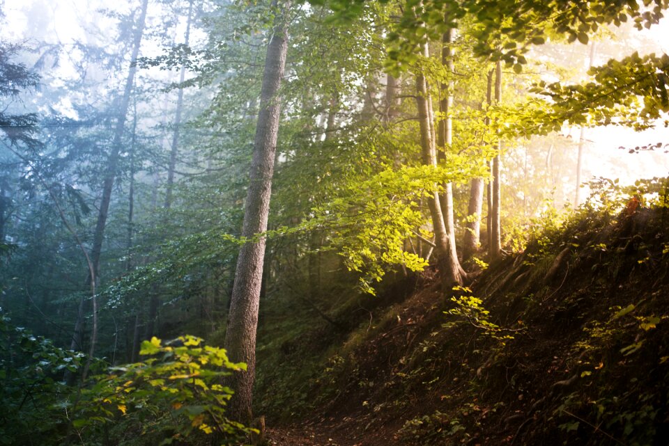 Color contrast leaves god rays