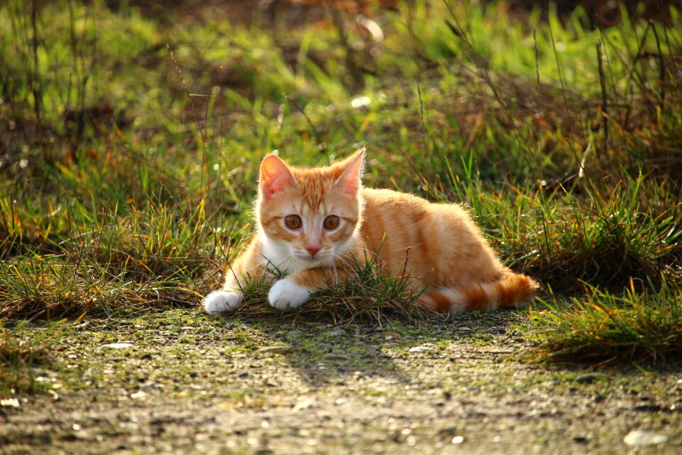 Red cat young cat mackerel
