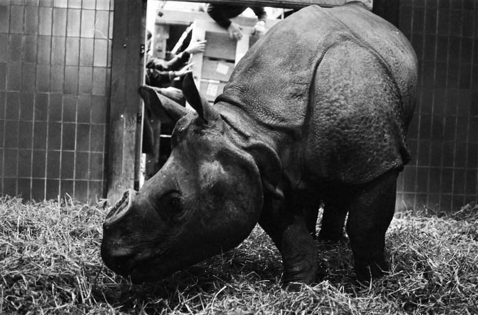 Aankomst Indische of pantserneushoorn in Artis, Bestanddeelnr 930-0417