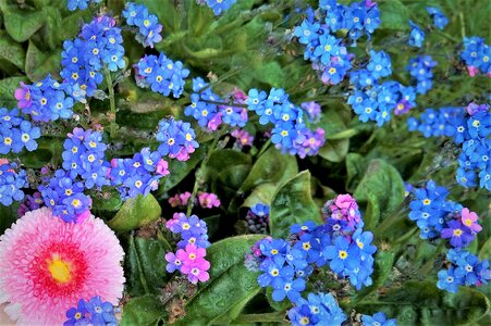 Spring flowers blue pink