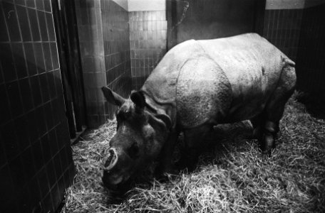 Aankomst Indische of pantserneushoorn in Artis, Bestanddeelnr 930-0419