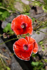 Red poppy flower garden