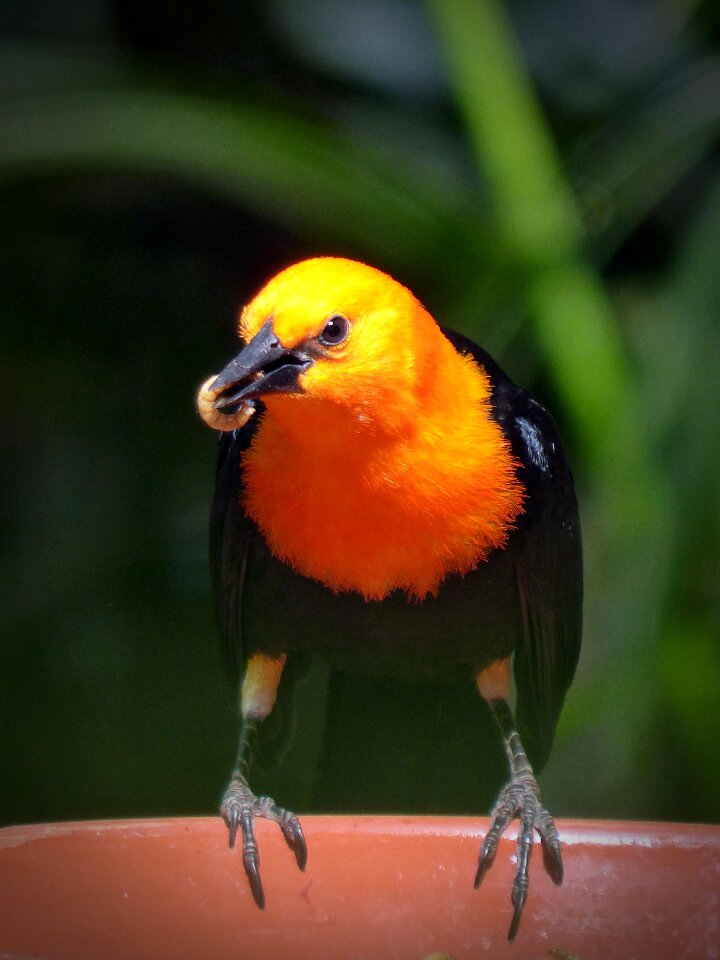 Made worm small bird