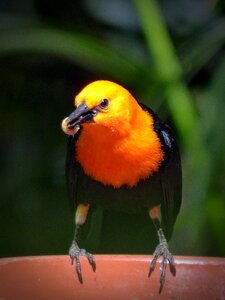 Made worm small bird