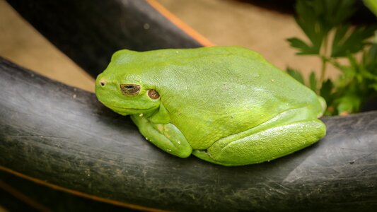 Amphibians green animals photo