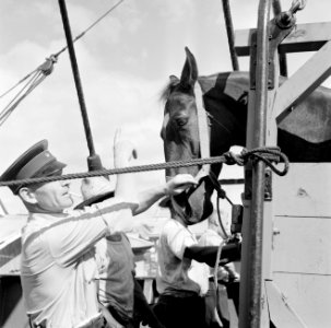 Aankomst van de paarden voor de koninklijke calèche in de haven van Willemstad, Bestanddeelnr 252-2726