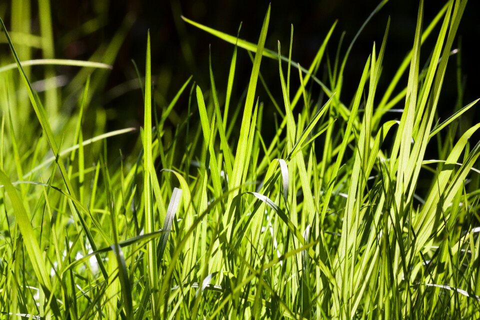 Nature backlighting spring