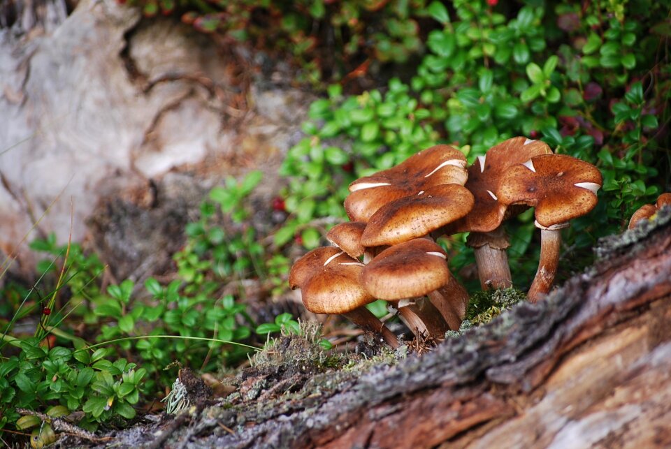 Forest mushroom nature photo