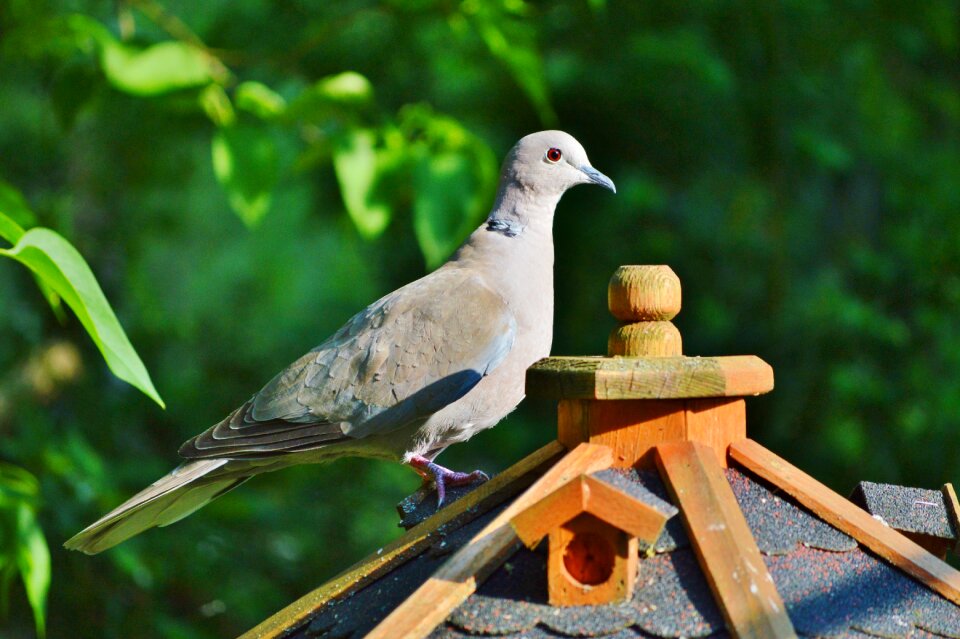 Nature city pigeon poultry