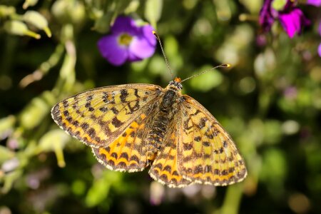 Animals medium mother-of-pearl moth argynnis niobe