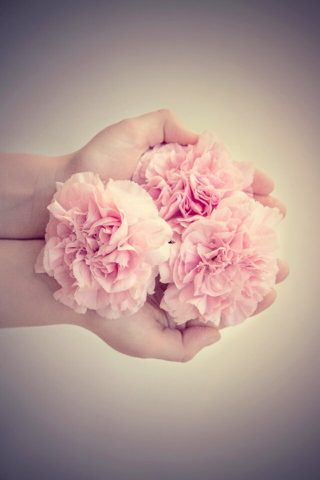 Pink flowers from above cut flowers