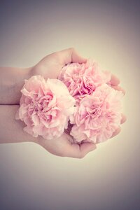 Pink flowers from above cut flowers
