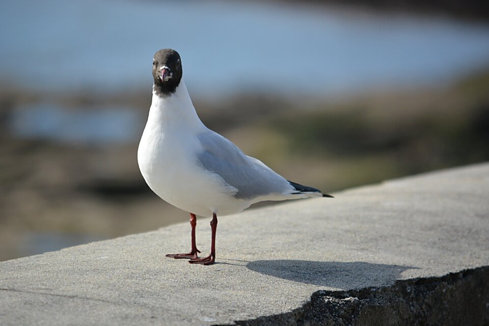 Wild sea ​​bird ornithology