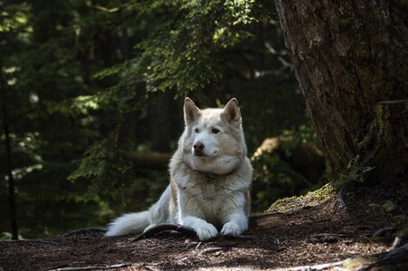 Wolf husky siberian