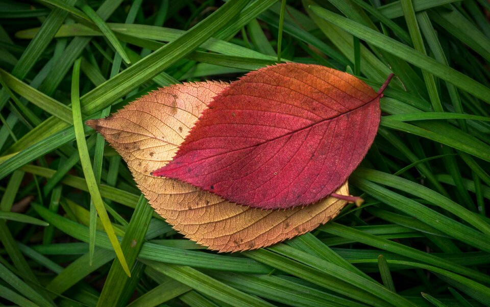 The leaves leaf autumn leaves