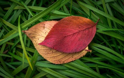 The leaves leaf autumn leaves photo