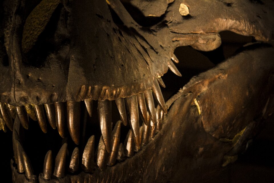 Dinosaur natural history museum bones