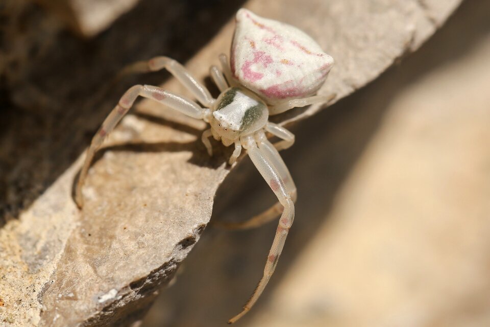 Spin dorsata insect