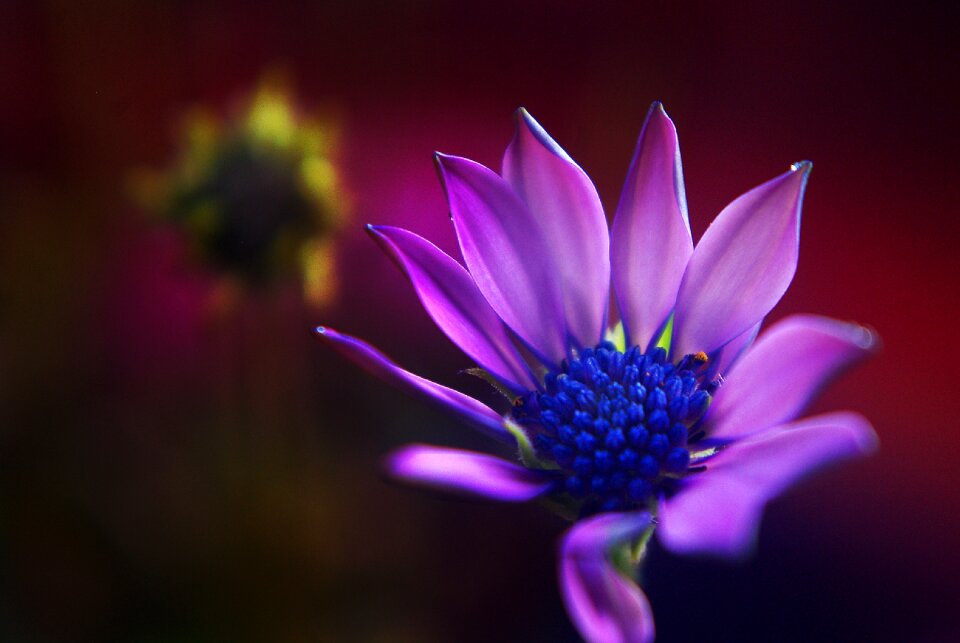 Garden summer blossom