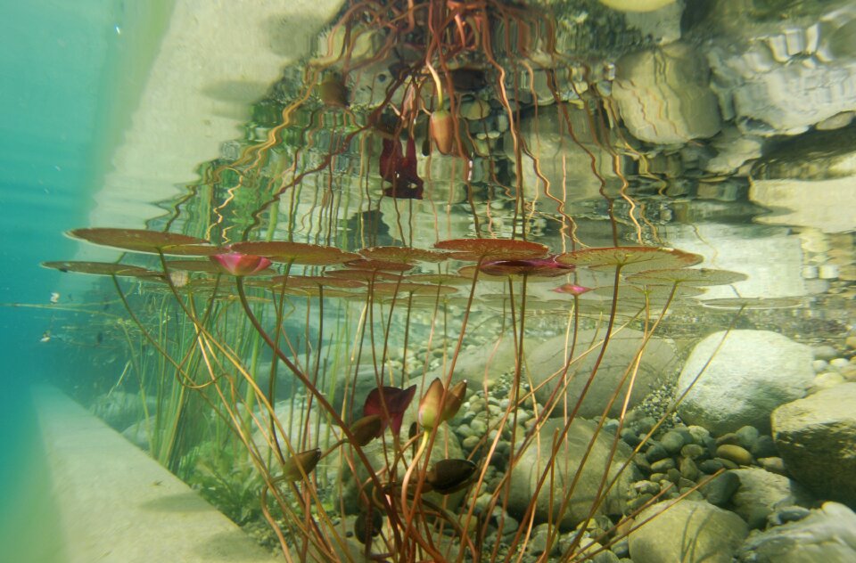 Aquatic plants biotope pond
