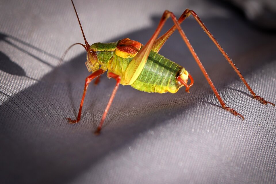 Insect hardwood-saber locust barbitistes serricauda