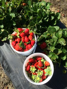 Strawberries strawberry picking farm